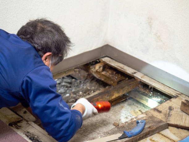 Best Mold Damage Repair  in Haynesville, LA