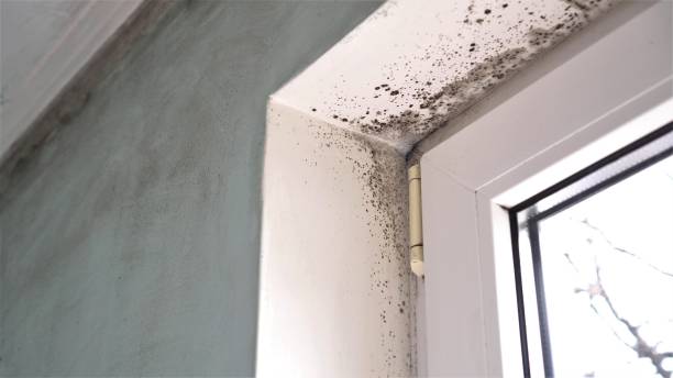 Best Emergency Mold Removal  in Haynesville, LA