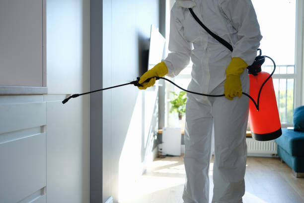 Best Mold Removal Company Near Me  in Haynesville, LA