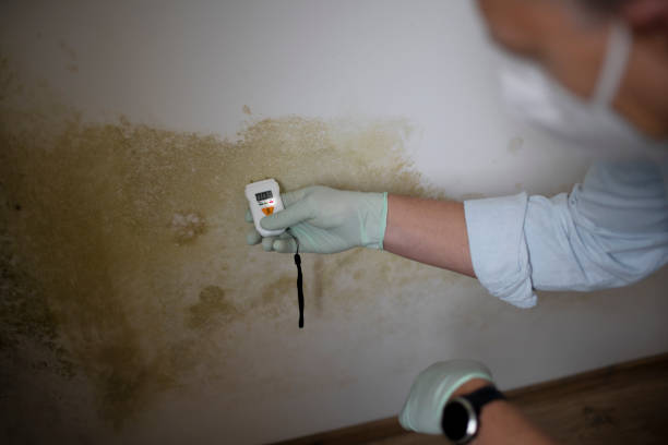 Best Certified Mold Removal  in Haynesville, LA