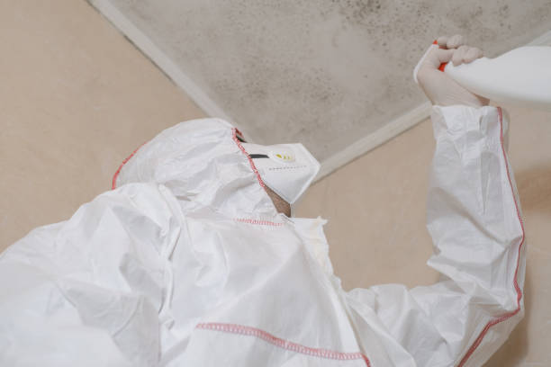 Best Mold Removal Company Near Me  in Haynesville, LA