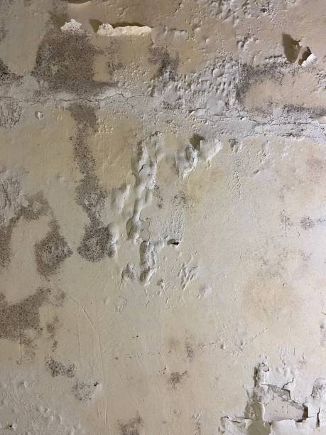 Best Fast Mold Removal  in Haynesville, LA