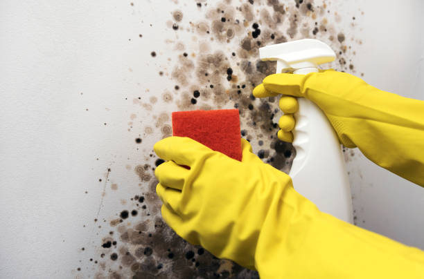Best Office Mold Removal Services  in Haynesville, LA