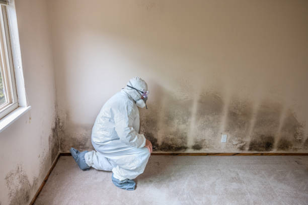 Best Mold Remediation Experts  in Haynesville, LA