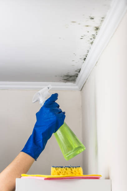 Best Attic Mold Removal  in Haynesville, LA